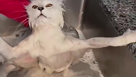 The cat that wants to run away from bathroom