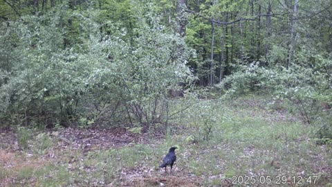 cam 6 2
