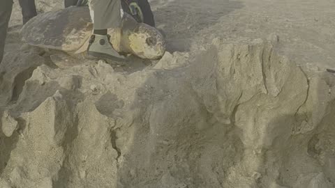 Lodged Loggerhead Turtle Helped Back To Sea