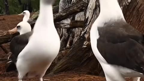 Most Loyal Animal Partners on Earth