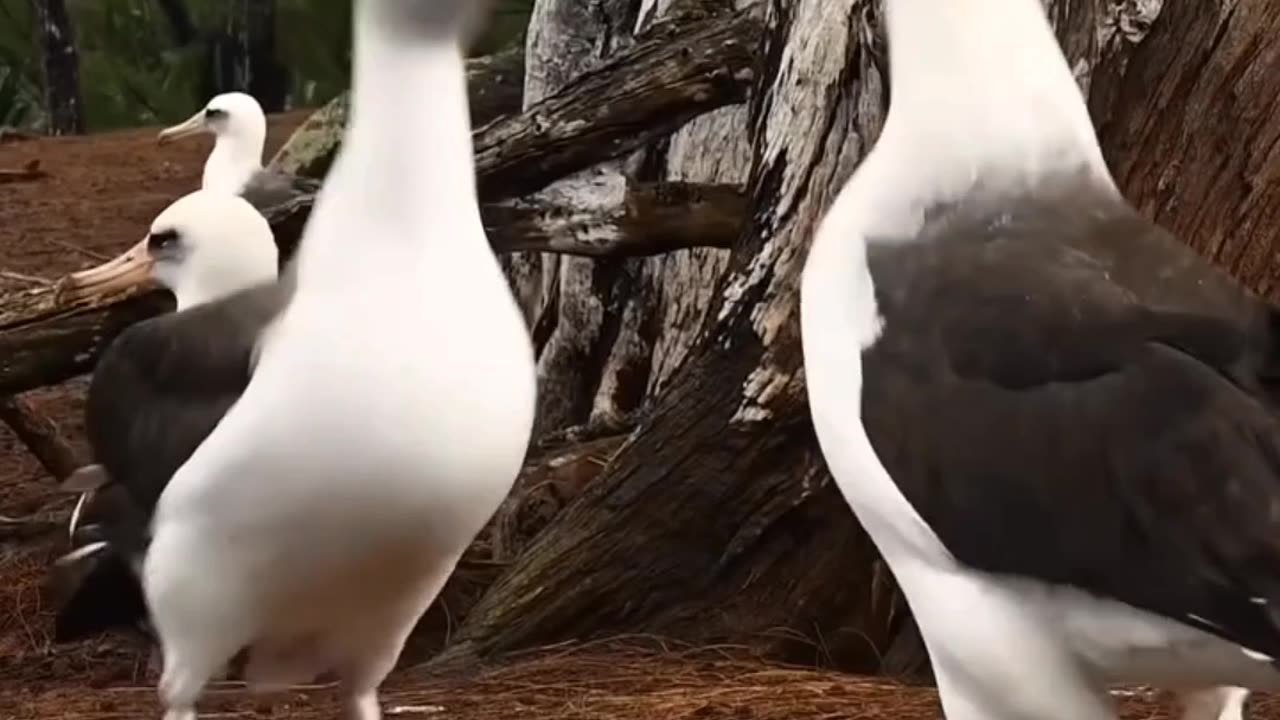 Most Loyal Animal Partners on Earth