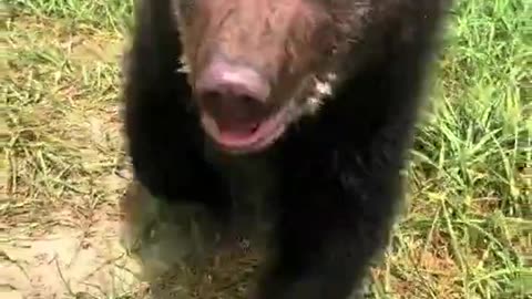 Baby Bear Attack - Where’s Mama?