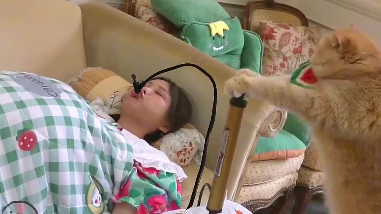 Cats Being Goofy – Too Cute!