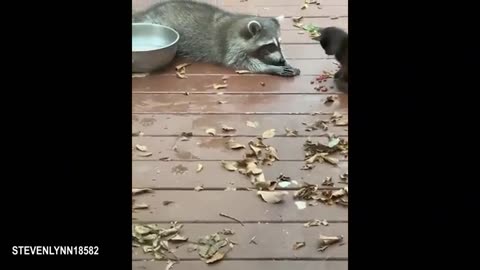 Animals Are Born Comedians – Funniest Animal Compilation