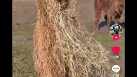 Funny Baby Camel Mischief Laughter