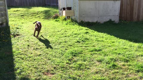 backyard chase 39029823