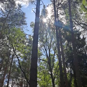 Sunbeams Through Pines: July Forest Bliss ☀️🌲
