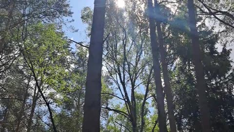 Sunbeams Through Pines: July Forest Bliss ☀️🌲