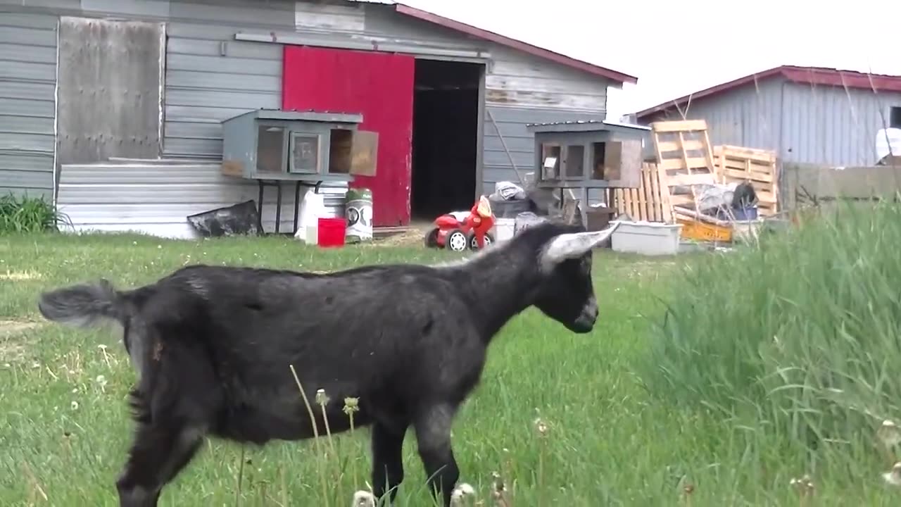 Aménagement de la cabane ou va loger Webicino pendant deux ans