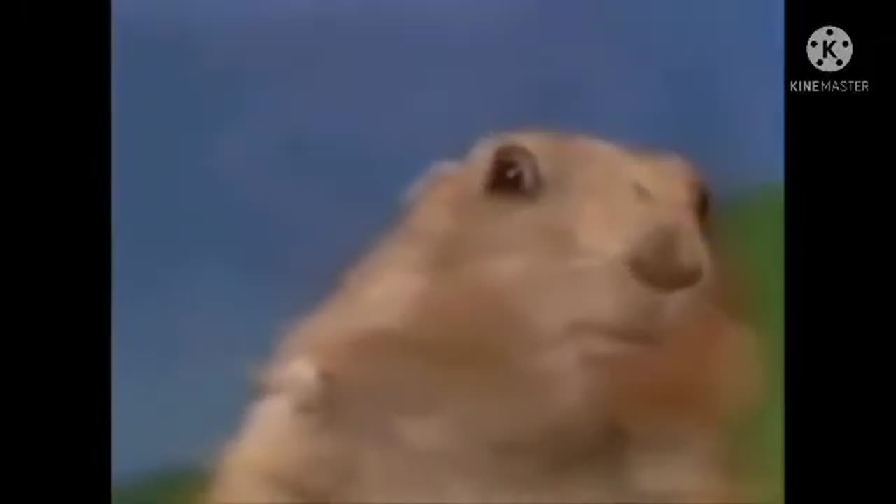 SHOCK funny Meme Clip for Video Editing