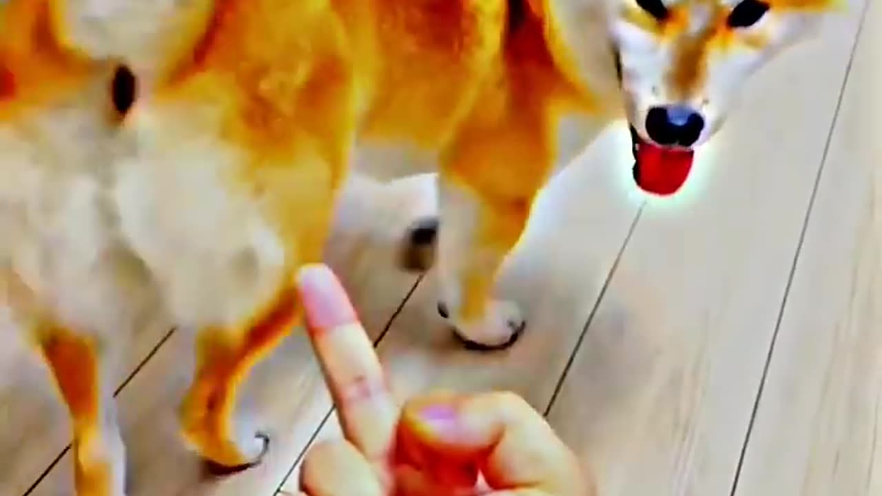 People give the finger to their pets