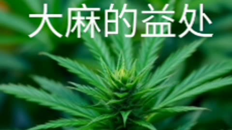 大麻的益处 ## 目录