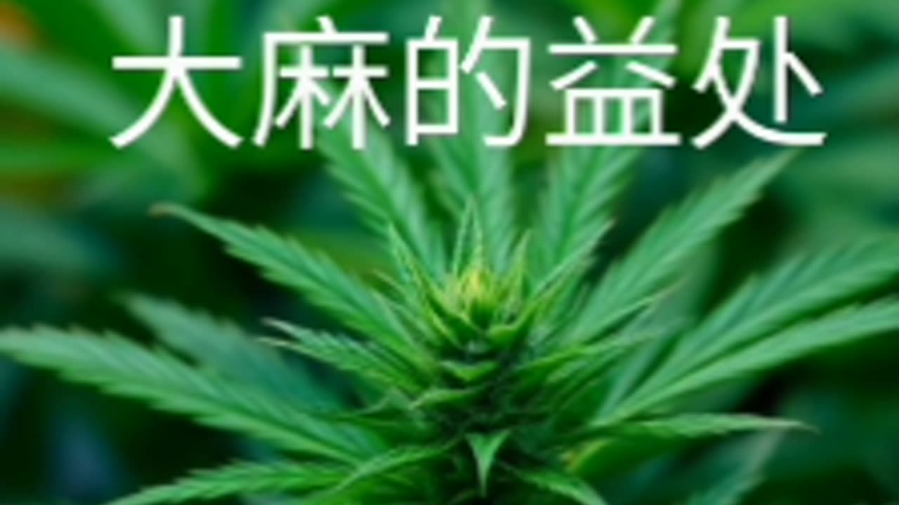 大麻的益处 ## 目录