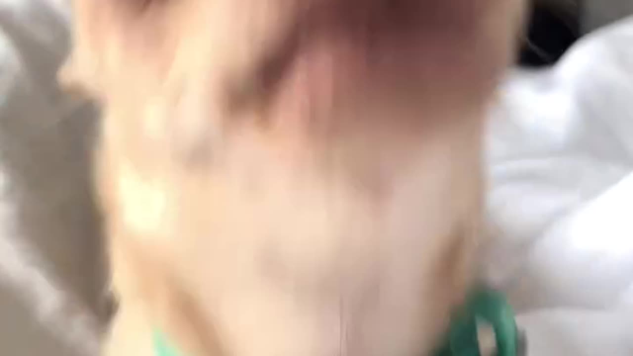 Animals Funny moments 😁😂