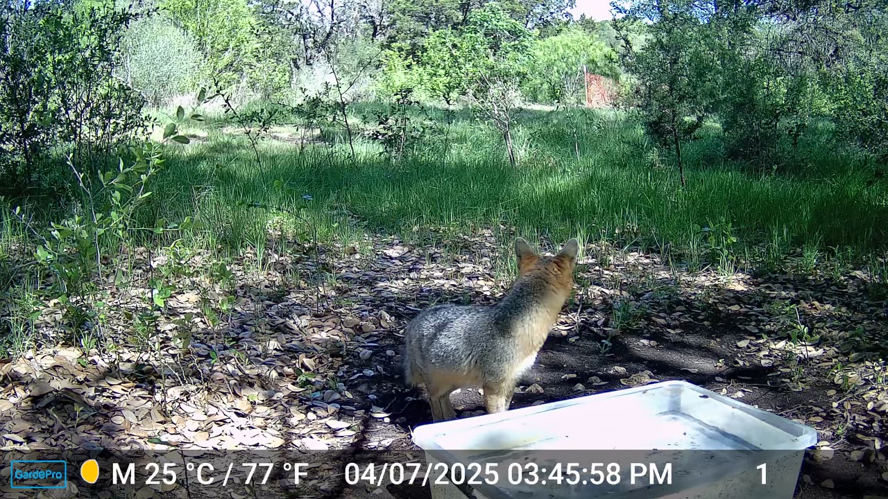 Fox in Daylight