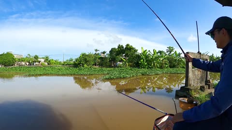 Tilapia Trends A Global Food Fish
