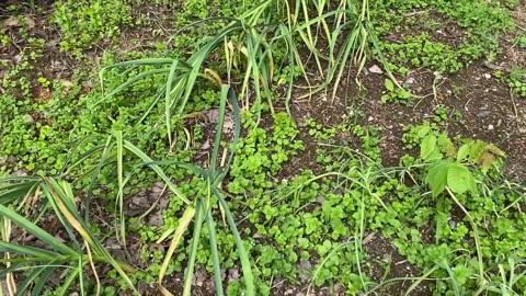 May '25 Garden Update
