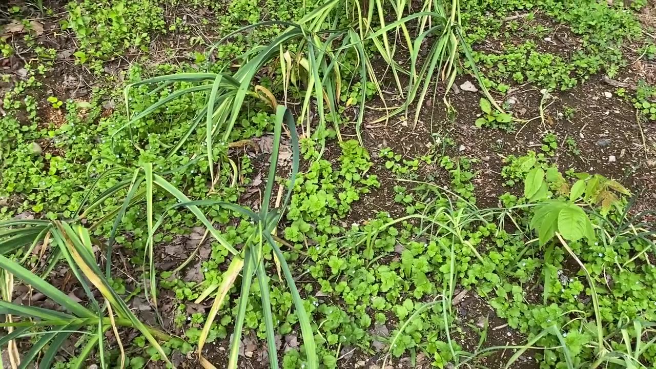 May '25 Garden Update