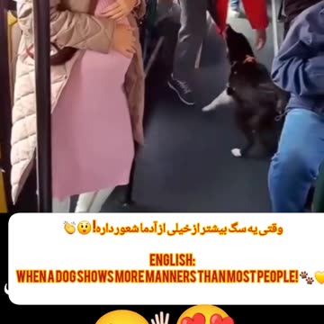 سگی که جاشو به خانم باردار داد 😍🚌 English: Dog gives up his seat for a pregnant woman 👏🐶