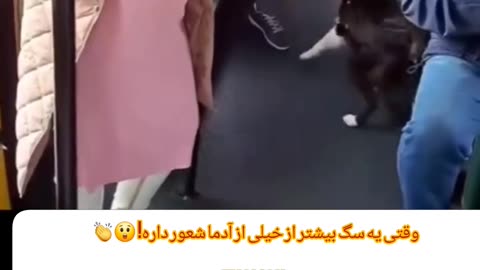 سگی که جاشو به خانم باردار داد 😍🚌 English: Dog gives up his seat for a pregnant woman 👏🐶