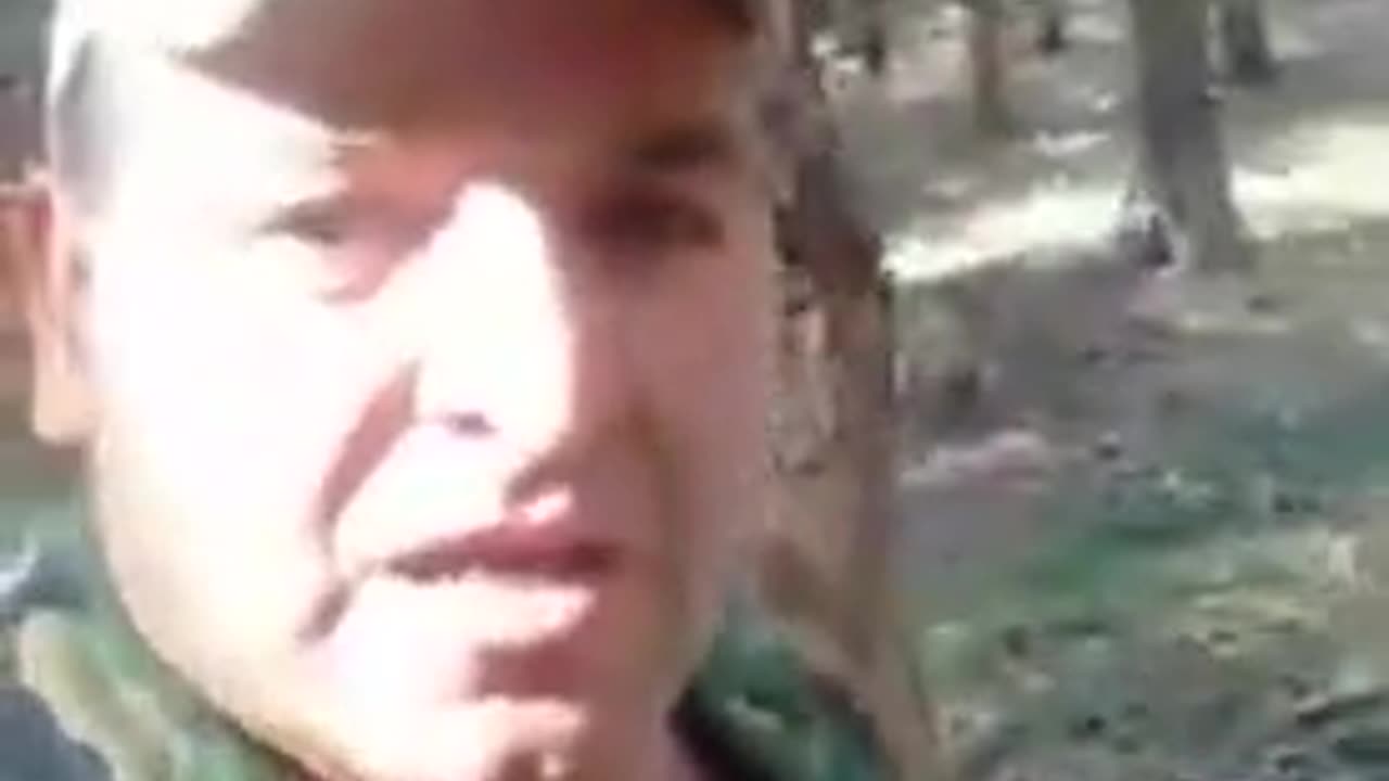 Dogs kill boar by themselves