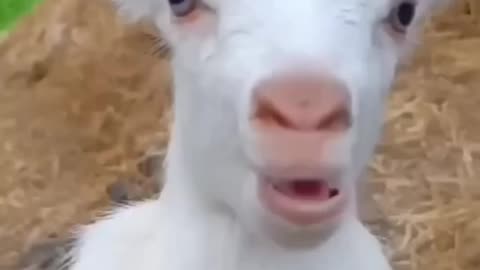 Baby cow