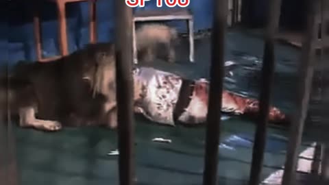 Lion bite human
