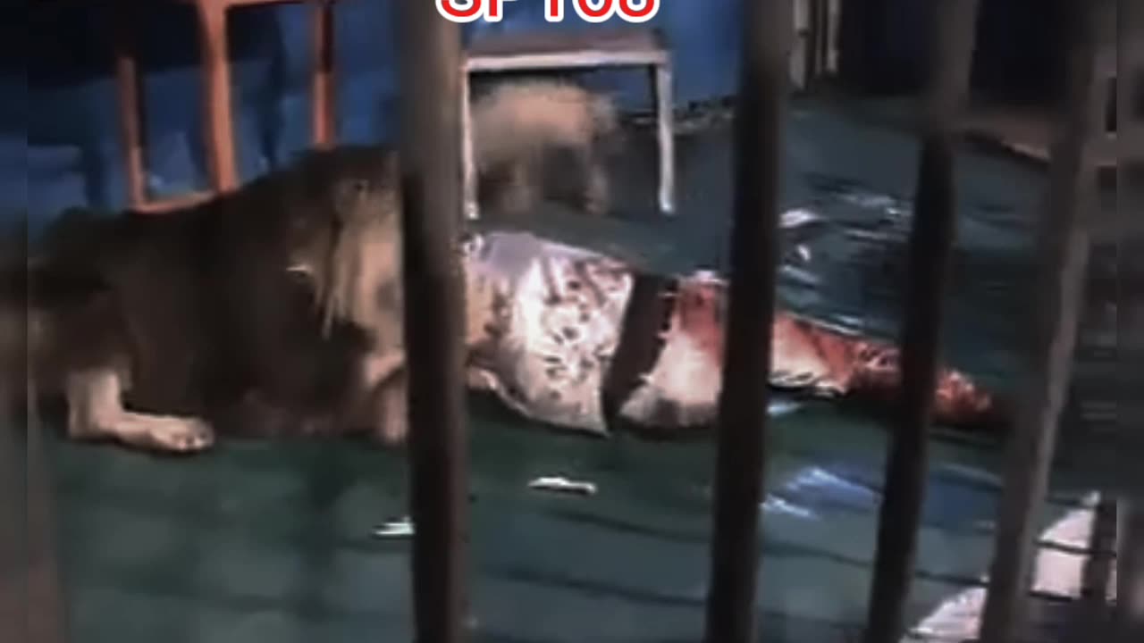 Lion bite human