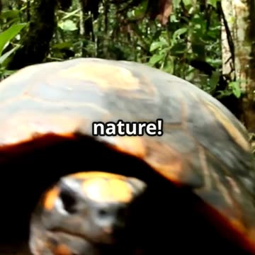 You Won't Believe These 5 Bizarre Creatures ...