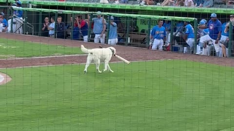 Blond Dog Fetches Baseball Bat