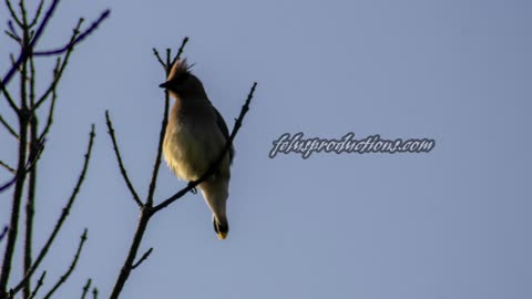 Cedar Waxwing Molting