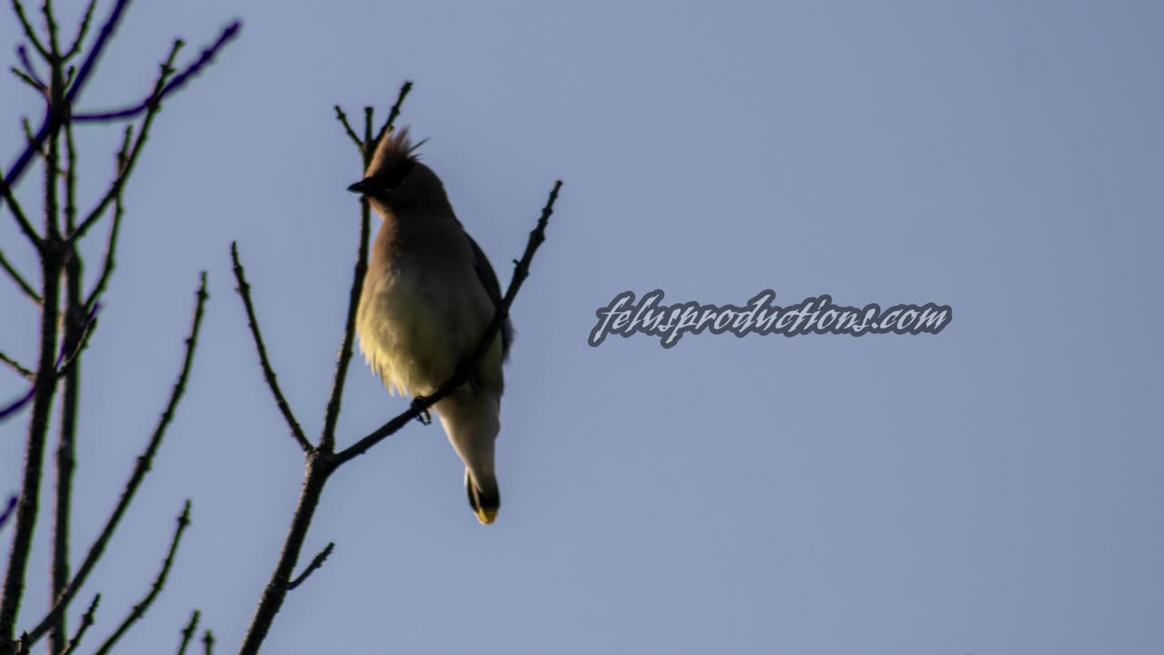 Cedar Waxwing Molting