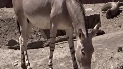 Somali donkey