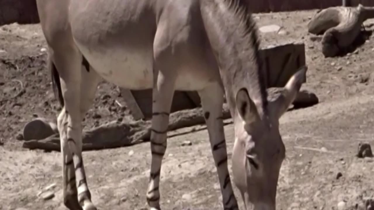 Somali donkey