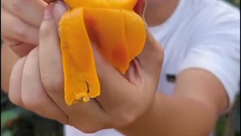 Mango Cutting Factory Style – So Clean and Smooth!”