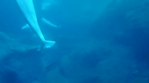Beluga Whales