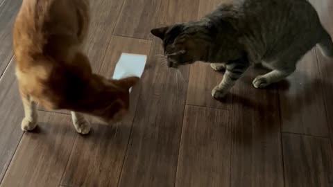 Orange Cat vs. Receipt
