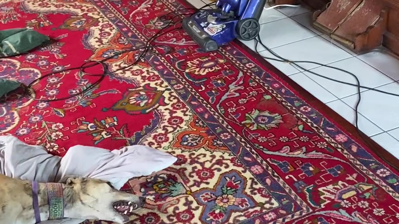 Greyhound Harmonizes With Piano