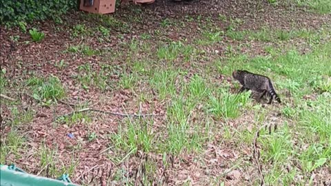 Cat looking