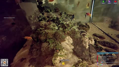 24/7 Real Live Reef Stream