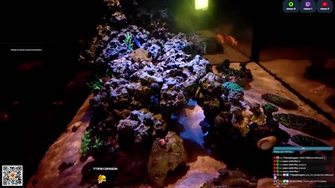 24/7 Real Live Reef Stream