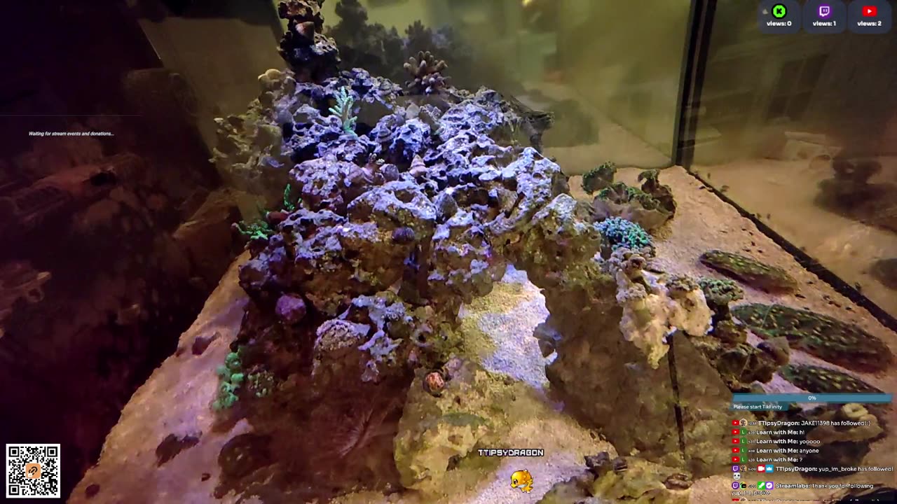 24/7 Real Live Reef Stream