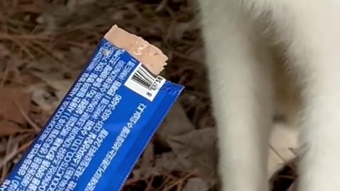 길 고양이와의 데이트 #고양이 #cat