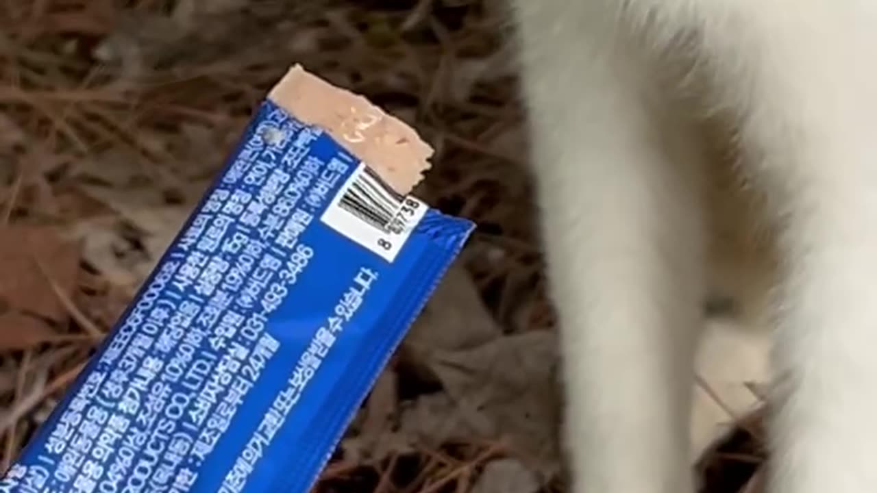 길 고양이와의 데이트 #고양이 #cat