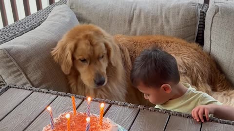 Toddler Takes Golden Retriever's Birthday Wish