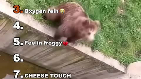 Funny Animal Video