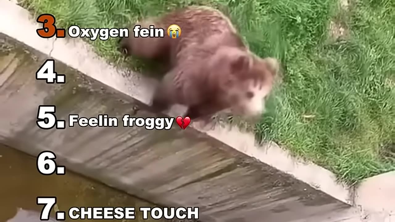 Funny Animal Video