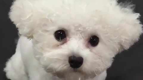 Fun Animals