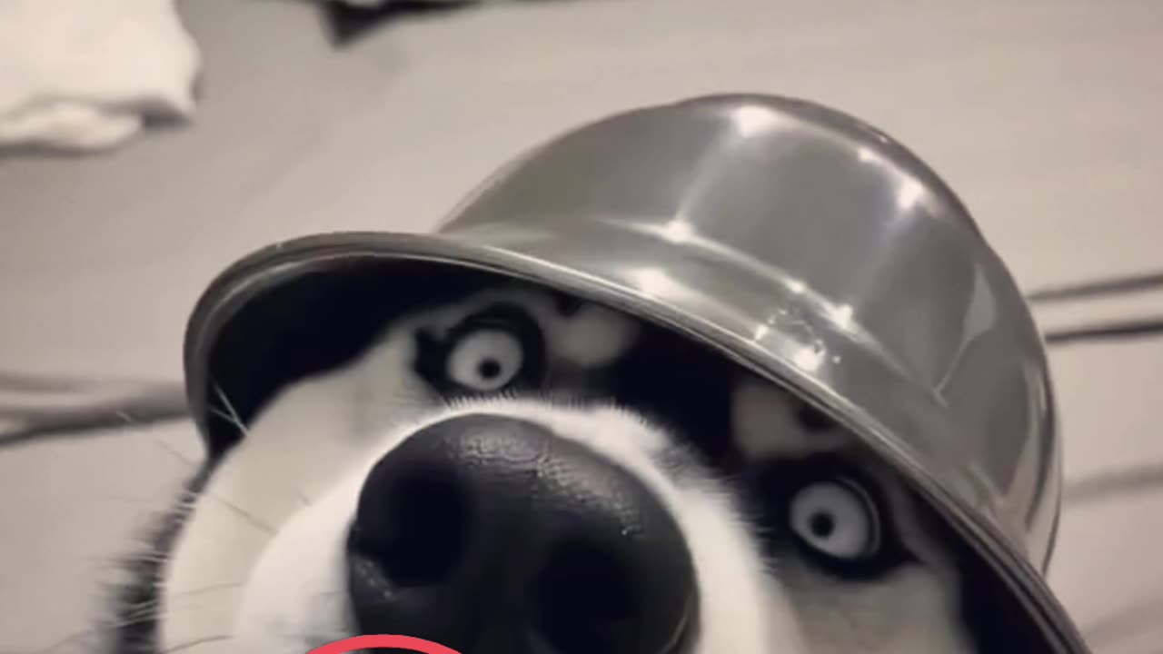 FUNNY DOGS VIDEO 😀😀😀😂😂