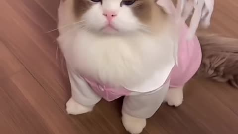 World cutest cat ever seen 😍❤️ #cat
